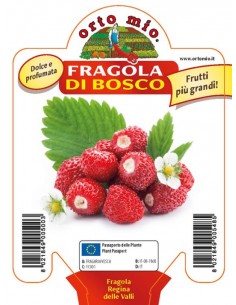 ORTO MIO - PIANTA ALTA...