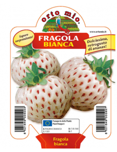 ORTO MIO - PIANTA ALTA...