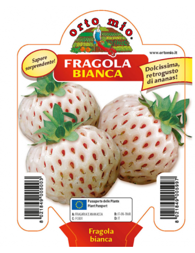 ORTO MIO - PIANTA ALTA QUALITA' -... ORTO MIO - PIANTA ALTA QUALITA' -...