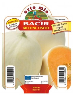 ORTO MIO - PIANTA ALTA...