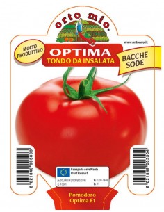 ORTO MIO - PIANTA ALTA...