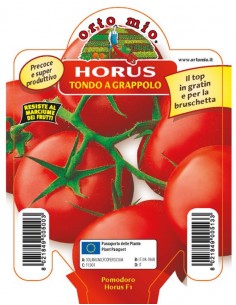 ORTO MIO - PIANTA ALTA...