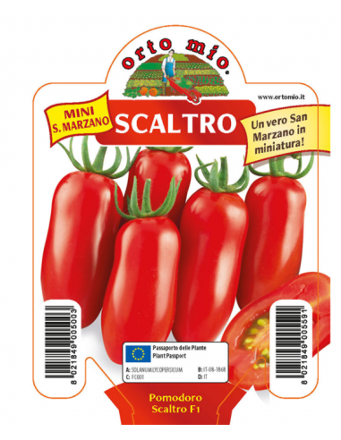 ORTO MIO - PIANTA ALTA QUALITA' -... ORTO MIO - PIANTA ALTA QUALITA' -...