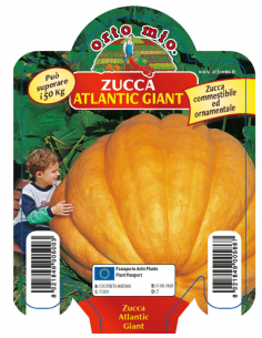 ORTO MIO - PIANTA ALTA...