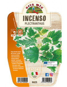 ORTO MIO - LE AROMATICHE -...