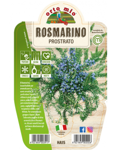 ORTO MIO - LE AROMATICHE -...