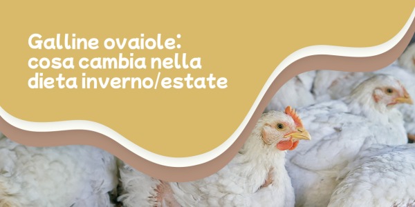 Galline ovaiole: cosa cambia nella dieta tra inverno ed estate