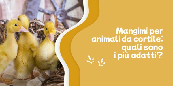 Mangimi per animali da cortile: quali sono i più adatti?