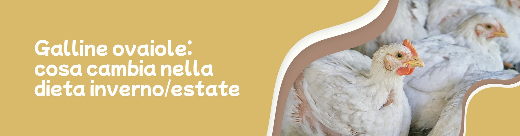 Galline ovaiole: cosa cambia nella dieta tra inverno ed estate