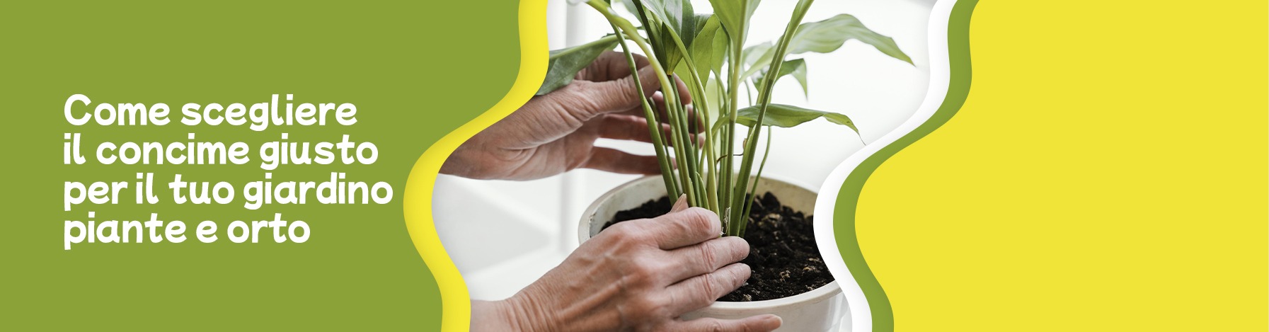 Come scegliere il concime giusto per il tuo giardino, piante e orto